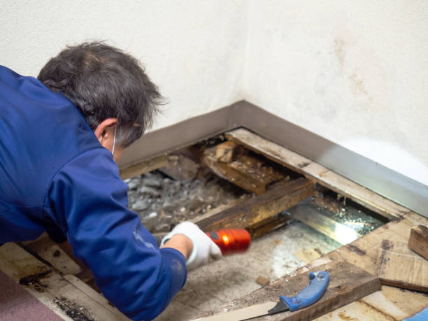 Crawl Space Mold Removal in Rosemount, OH