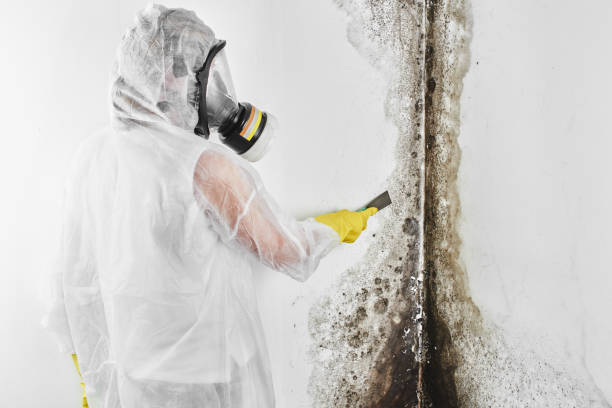 Best Mold Inspection  in Rosemount, OH