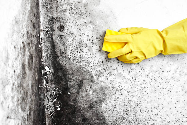 Best Black Mold Removal  in Rosemount, OH