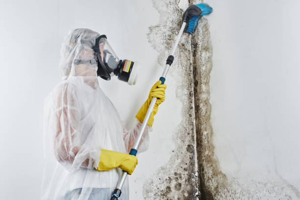 Best Attic Mold Removal  in Rosemount, OH