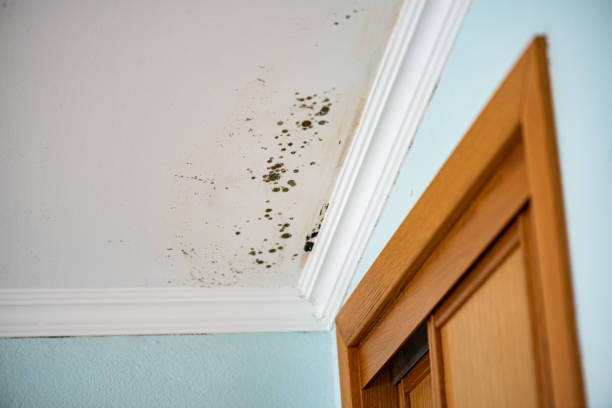 Best Mold Testing and Removal  in Rosemount, OH