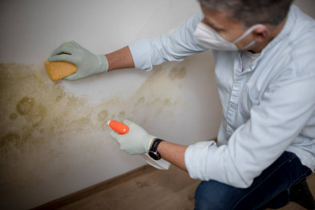 Best Commercial Mold Removal  in Rosemount, OH