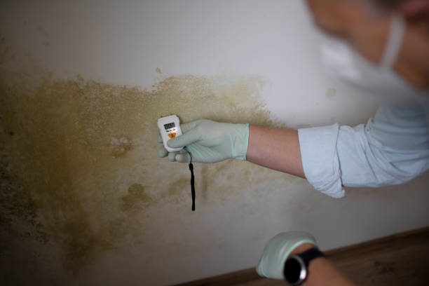 Best Commercial Mold Removal  in Rosemount, OH