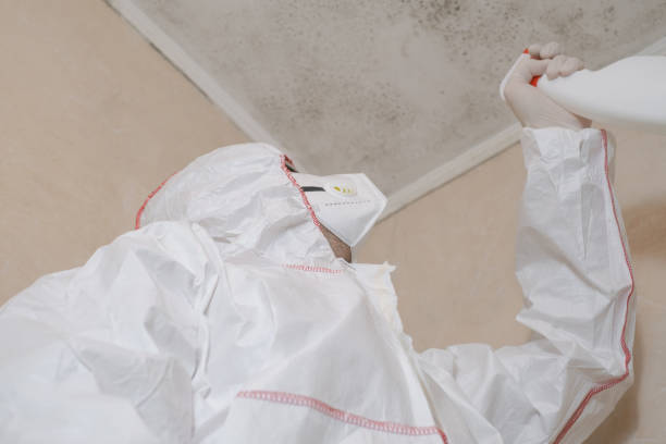 Best Local Mold Removal Service  in Rosemount, OH