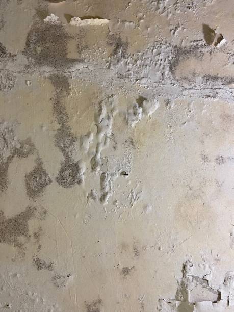 Best Affordable Mold Removal  in Rosemount, OH