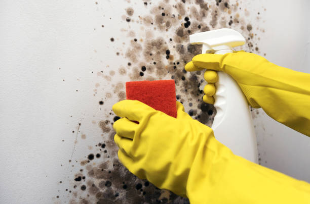 Office Mold Removal Services in Rosemount, OH