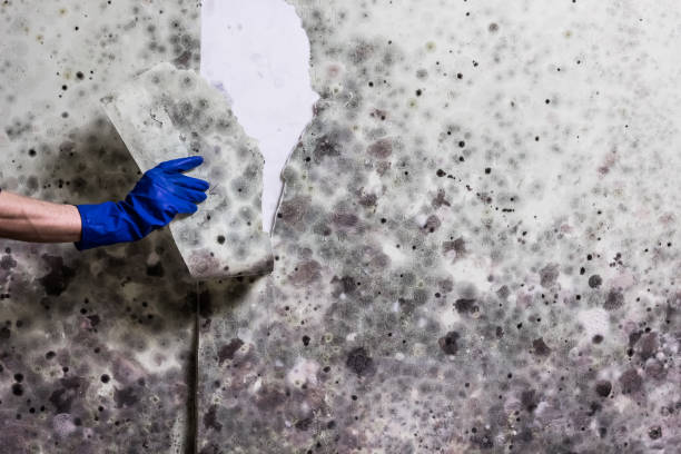 Best Fast Mold Removal  in Rosemount, OH